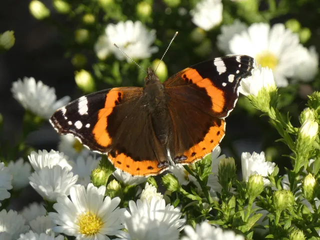Vanessa atalanta - atalantalepke