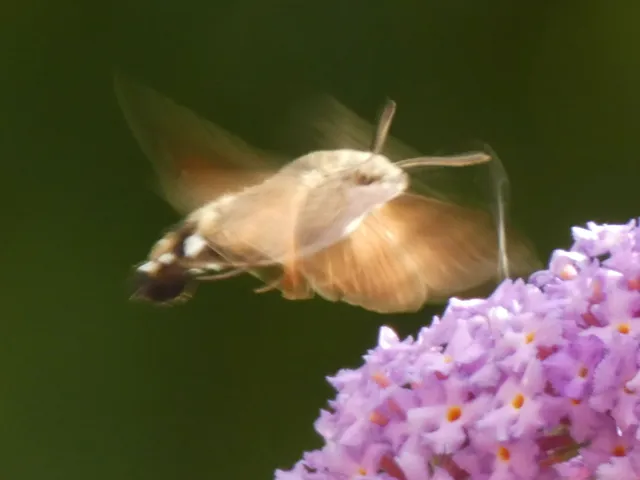 Macroglossum stellatarum - kacsafarkú szender