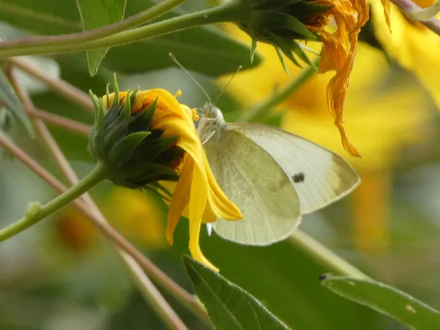 Pieris rapae - répalepke