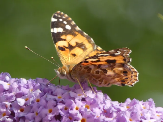 Vanessa cardui - bogáncslepke