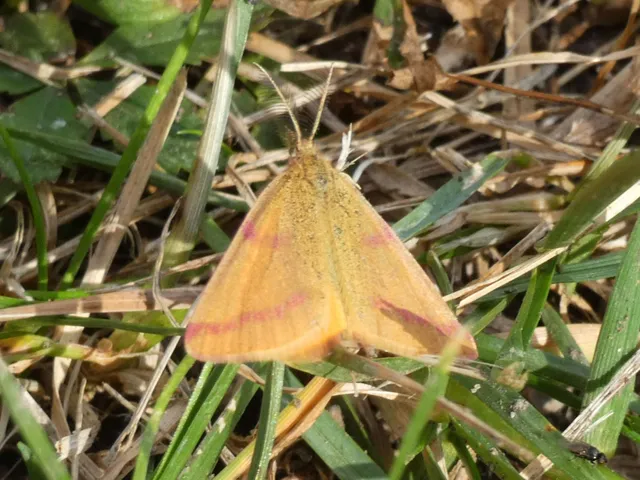 Lythria purpuraria - bíborsávos araszoló