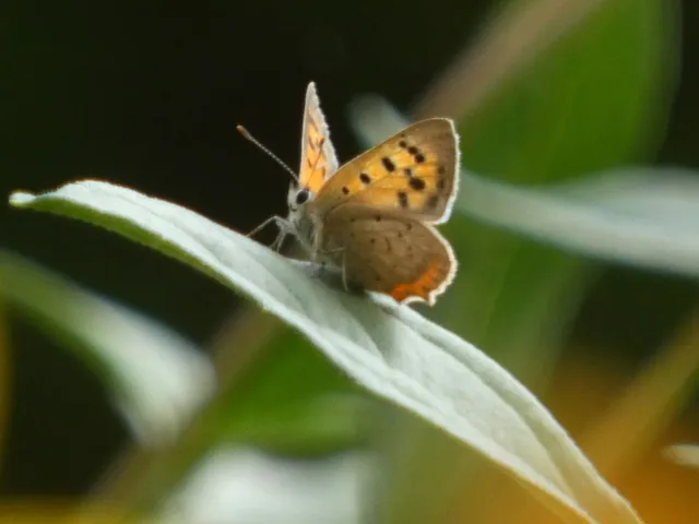 Lycaena phlaeas - közönséges tűzlepke