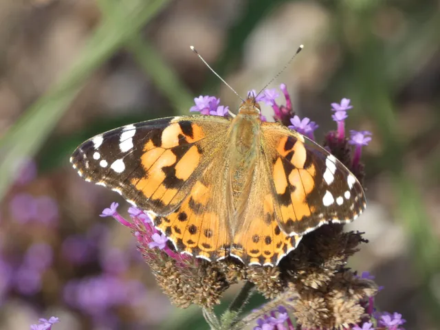 Vanessa cardui - bogáncslepke