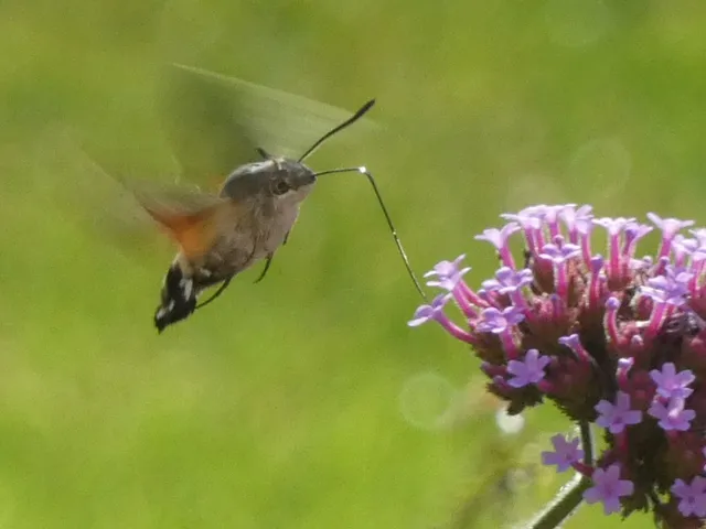 Macroglossum stellatarum - kacsafarkú szender