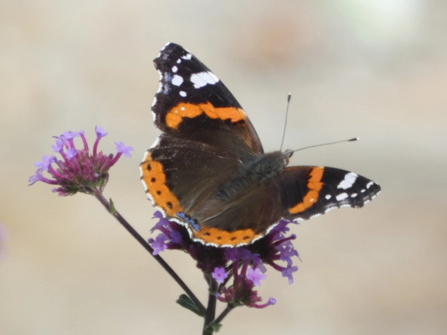 Vanessa atalanta - atalantalepke