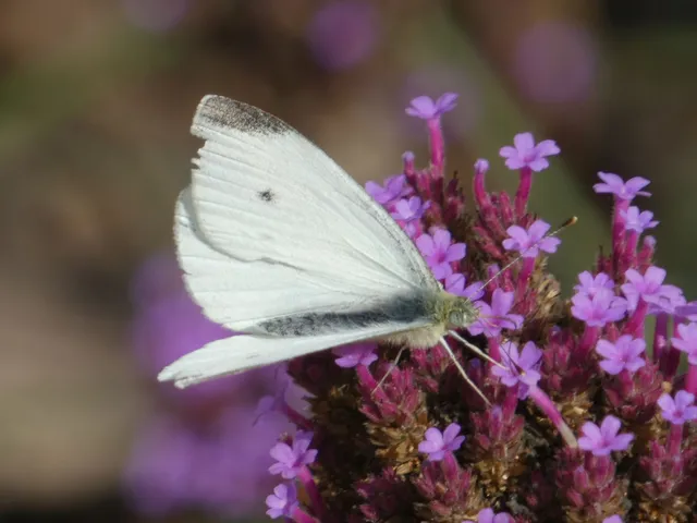 Pieris rapae - répalepke