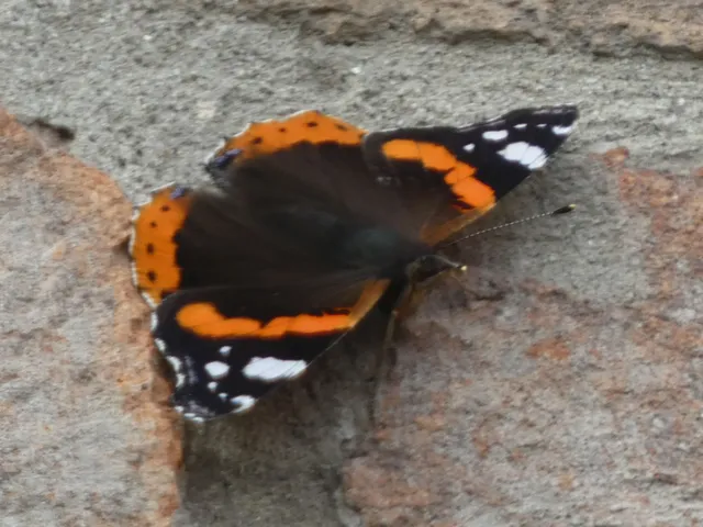 Vanessa atalanta - atalantalepke