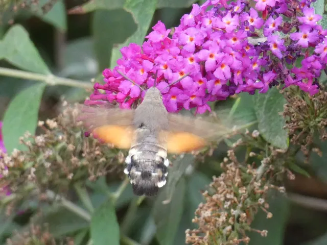 Macroglossum stellatarum - kacsafarkú szender