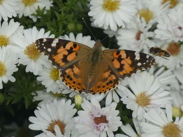 Vanessa cardui - bogáncslepke