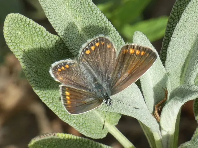 Polyommatus icarus - közönséges boglárka