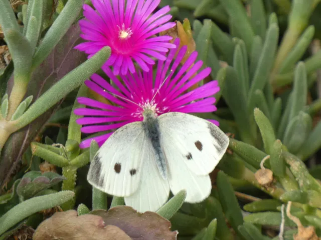 Pieris rapae - répalepke