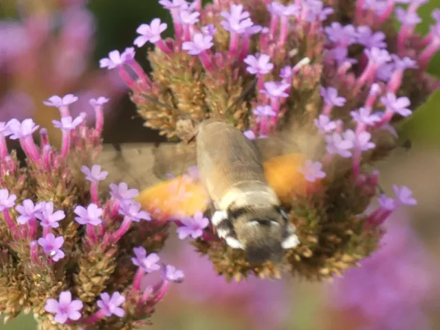 Macroglossum stellatarum - kacsafarkú szender