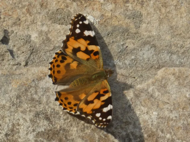 Vanessa cardui - bogáncslepke