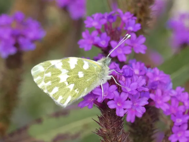 Pontia edusa - rezedalepke