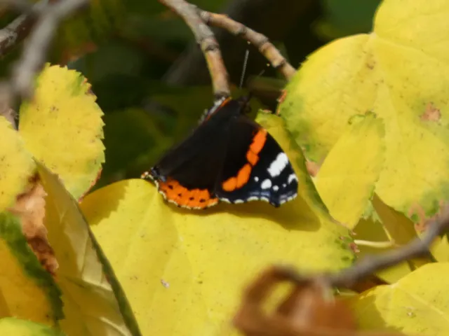 Vanessa atalanta - atalantalepke
