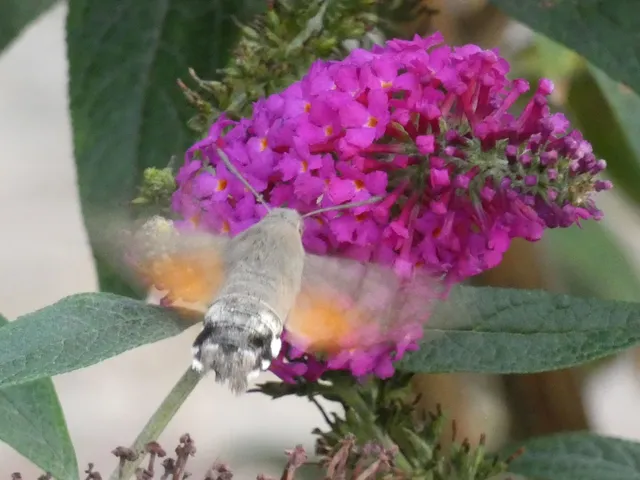 Macroglossum stellatarum - kacsafarkú szender