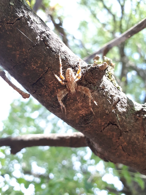 Araneus diadematus - koronás keresztespók