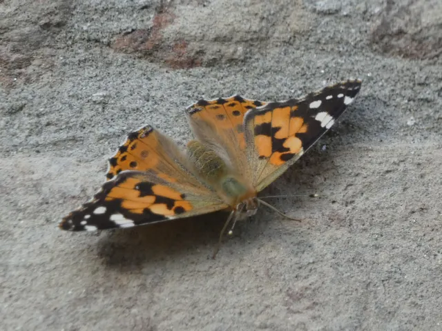 Vanessa cardui - bogáncslepke