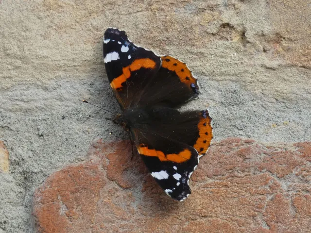 Vanessa atalanta - atalantalepke