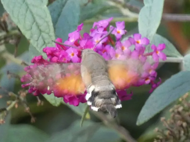 Macroglossum stellatarum - kacsafarkú szender
