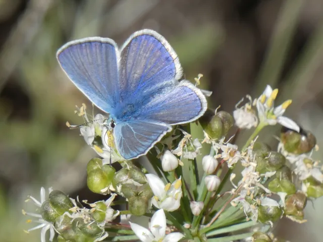 Polyommatus icarus - közönséges boglárka