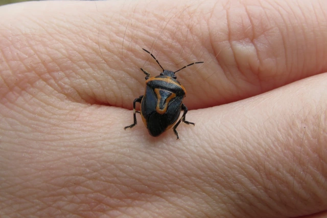 Perillus bioculatus