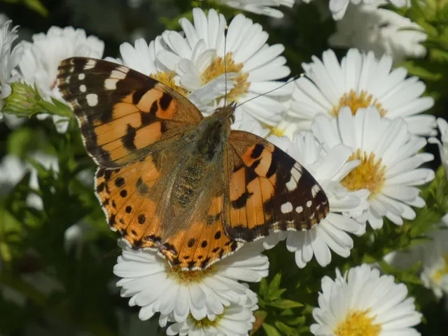 Vanessa cardui - bogáncslepke