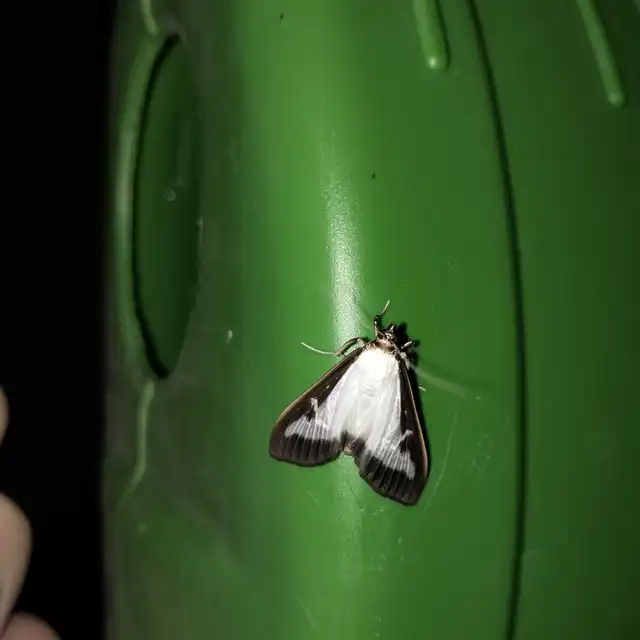 Cydalima perspectalis - puszpáng-tűzmoly