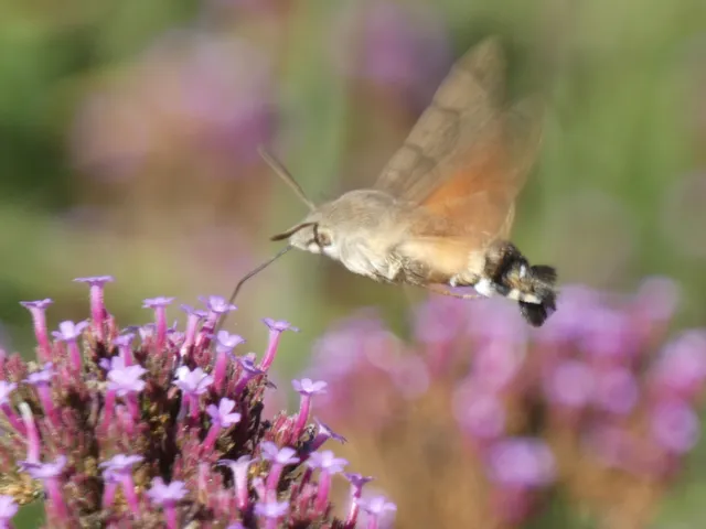 Macroglossum stellatarum - kacsafarkú szender