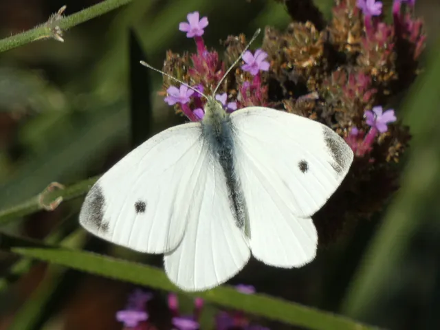 Pieris rapae - répalepke