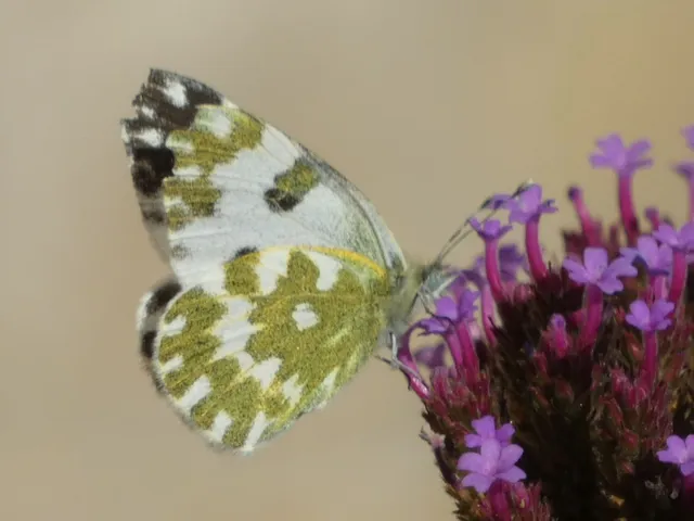 Pontia edusa - rezedalepke
