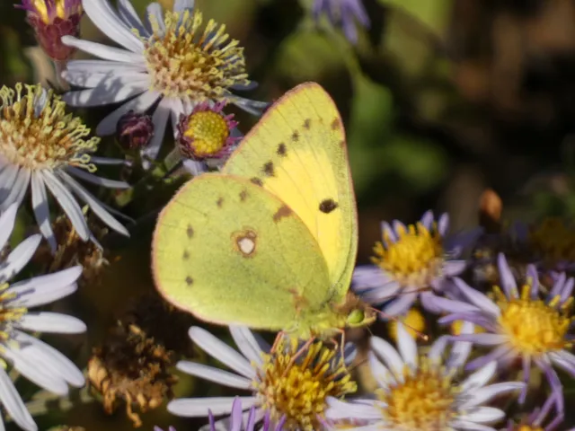 Colias erate - csángó-kéneslepke