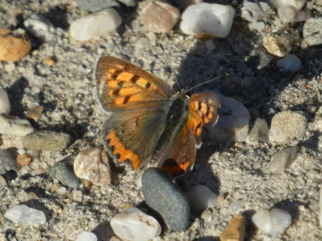 Lycaena phlaeas - közönséges tűzlepke