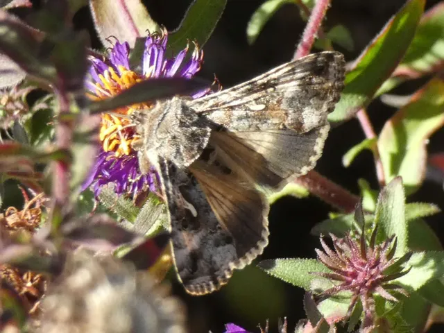 Autographa gamma - gammalepke