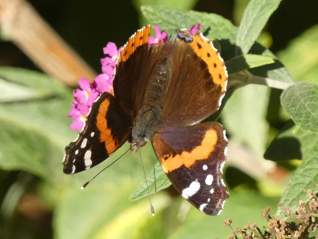Vanessa atalanta - atalantalepke