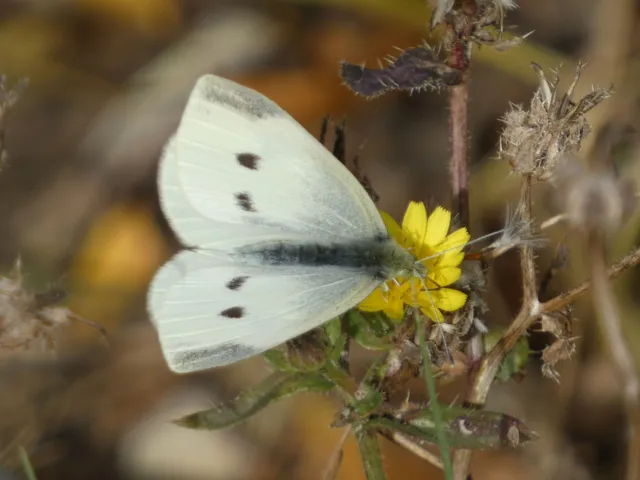 Pieris rapae - répalepke