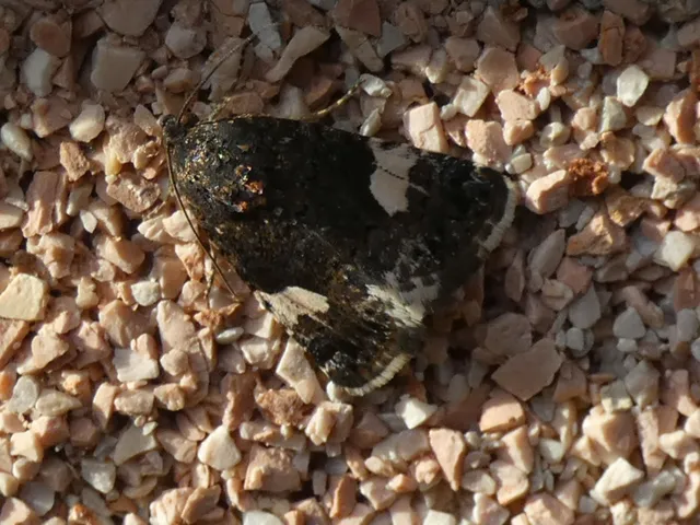Tyta luctuosa - fekete nappalibagoly