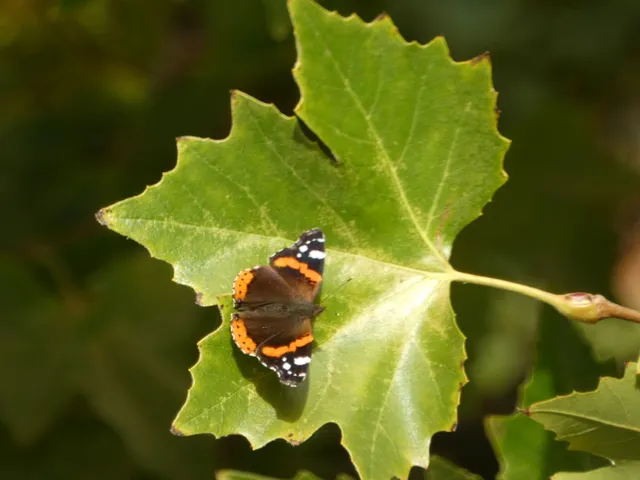 Vanessa atalanta - atalantalepke