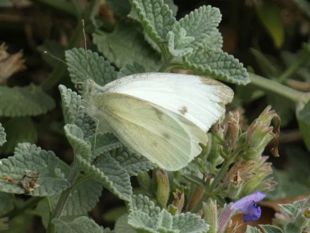 Pieris rapae - répalepke