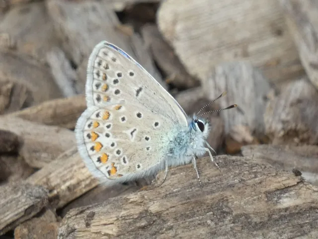 Polyommatus icarus - közönséges boglárka