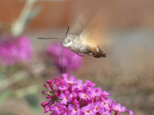 Macroglossum stellatarum - kacsafarkú szender