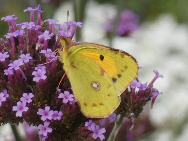 Colias croceus - sáfránylepke