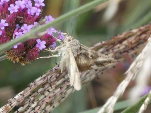 Autographa gamma - gammalepke