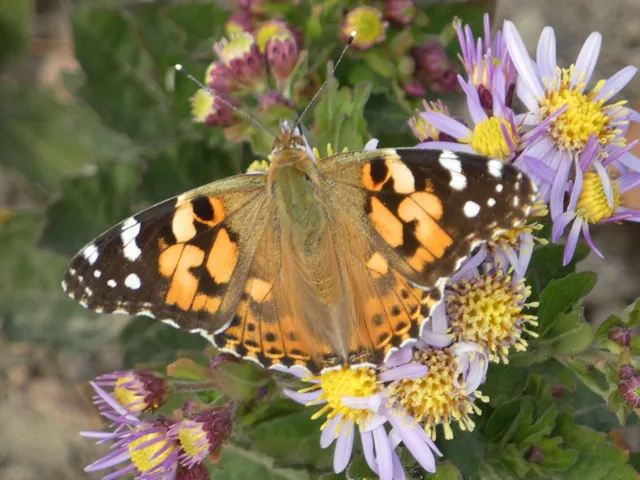 Vanessa cardui - bogáncslepke