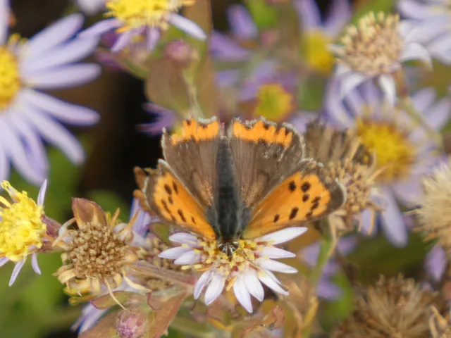 Lycaena phlaeas - közönséges tűzlepke