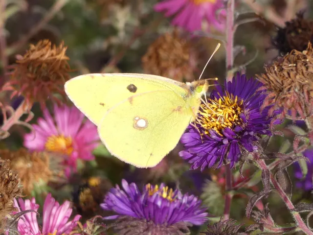 Colias erate - csángó-kéneslepke