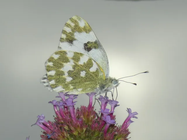 Pontia edusa - rezedalepke