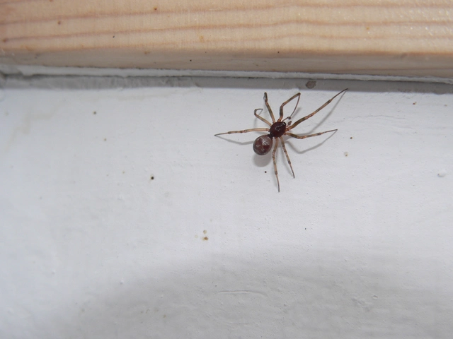 Steatoda triangulosa - háromszöges faggyúpók