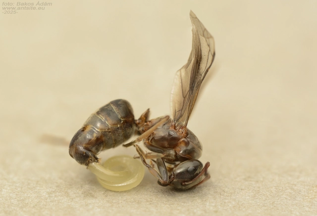 Lasius distinguendus - déli borostyánhangya