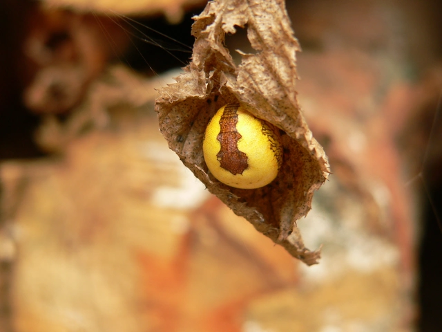 Araneus marmoreus - márványos keresztespók